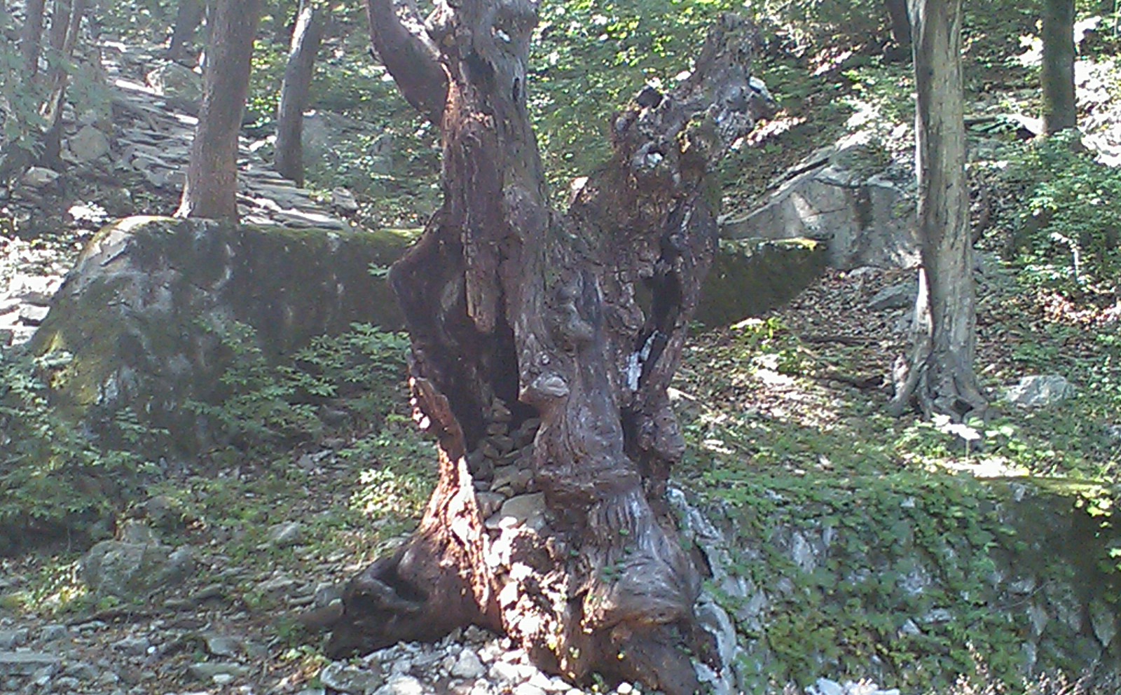 DSC_0015.jpg